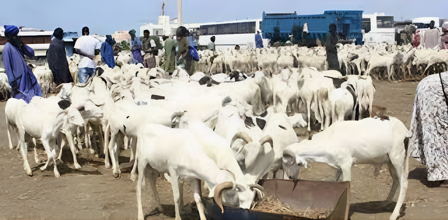 Mouton a 7500